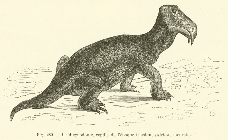 Dicynodont, Triyas döneminden sürüngen, Güney Afrika (gravür) by French School