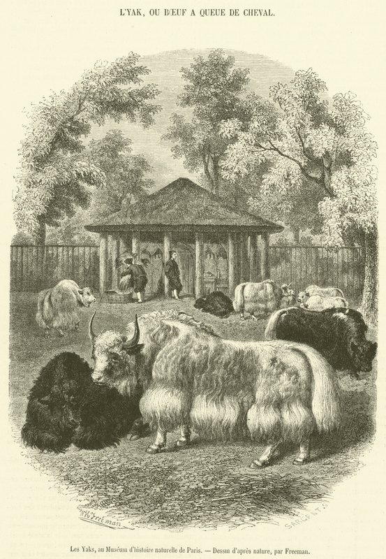 Yaks, Paris Doğa Tarihi Müzesi