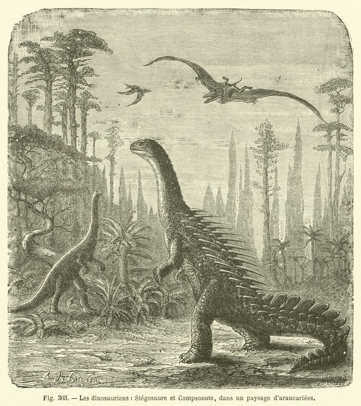 Dinozorlar, Stegosaurus ve Compsonote, Araucariae manzarasında (gravür) by French School