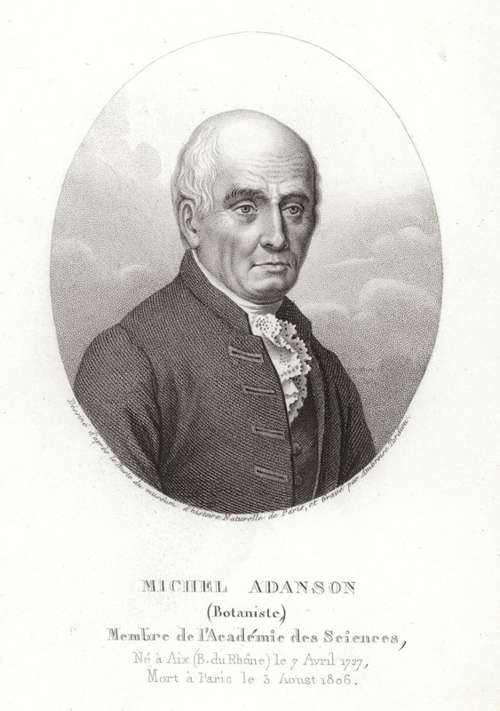 Michel Adanson by French School