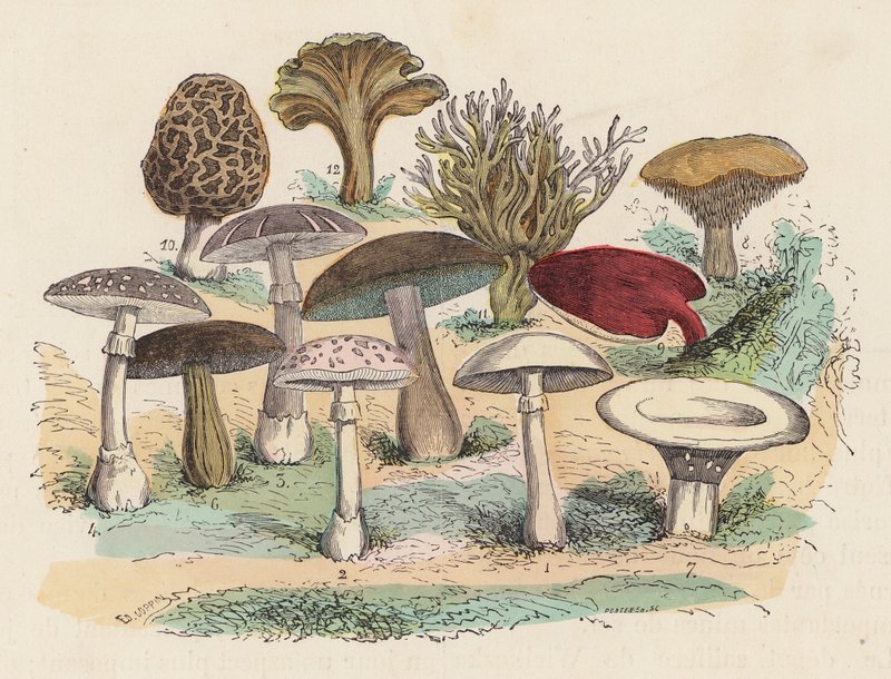 Mantarlar (renkli gravür) by French School