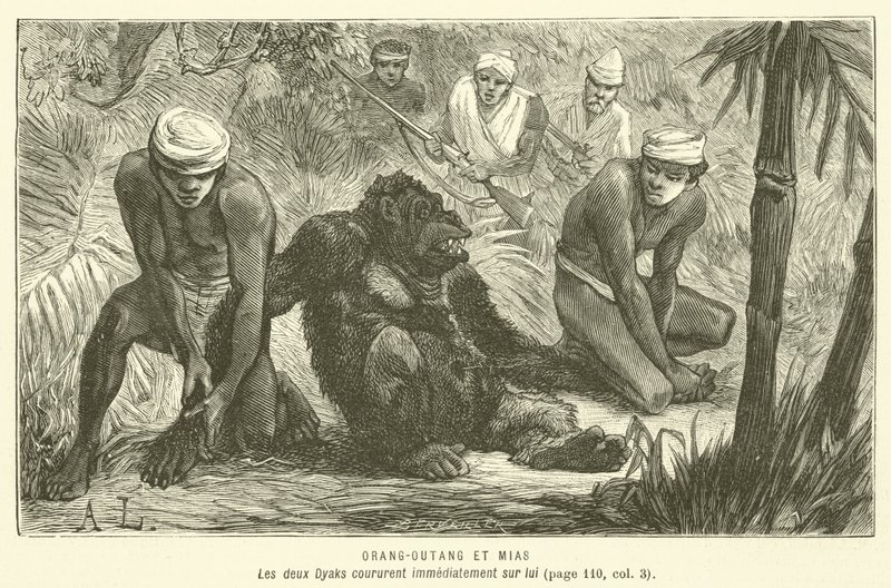 Orang-Outang Et Mias (gravür) by French School