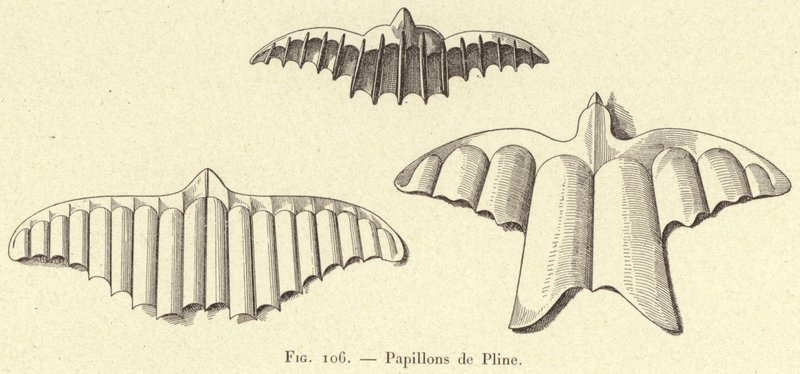Pliny