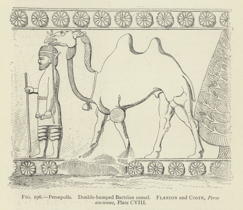 Persepolis, Çift hörgüçlü Baktriya devesi by French School