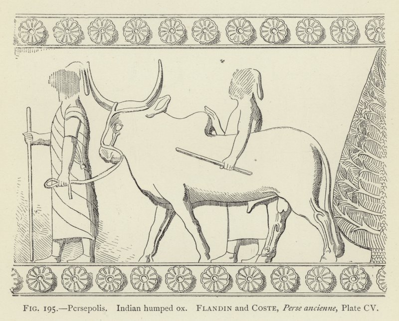 Persepolis, Hint kambur öküz by French School