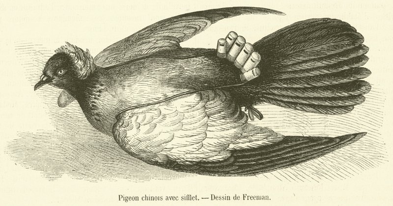 Düdük ile Çin güvercini (gravür) by French School