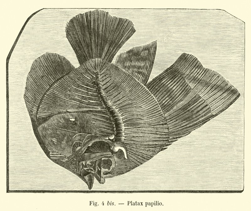 Plataks kelebek by French School