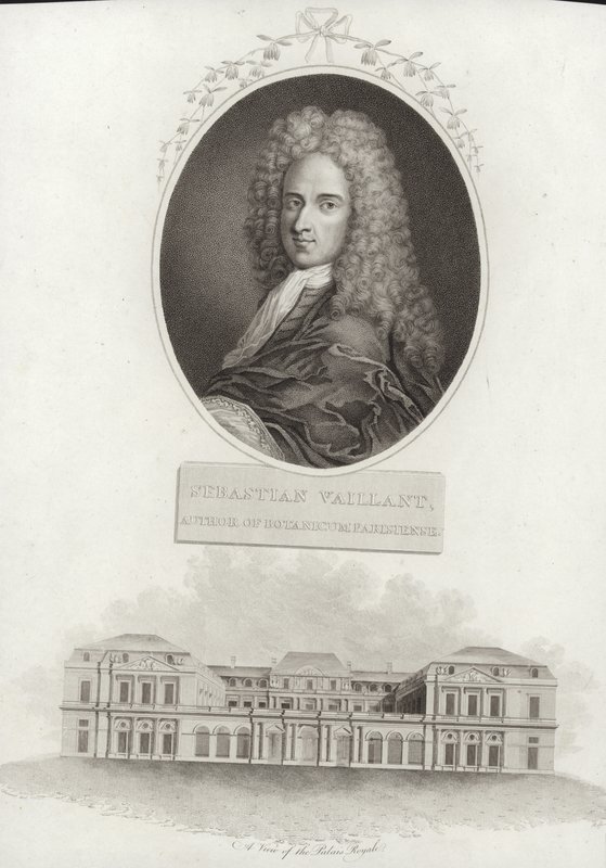 Sebastian Vaillant by French School
