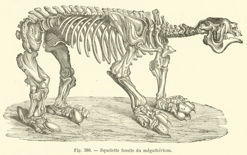 Megatherium fosil iskeleti (gravür) by French School