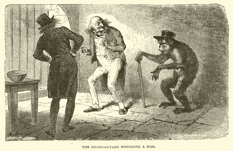 Bir Adamı Taklit Eden Orang-Outang (gravür) by French School
