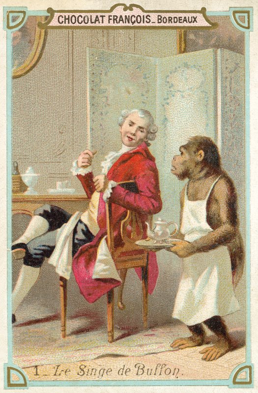 Comte de Buffon'un maymunu, Fransız doğa bilimci (chromolitho) by French School