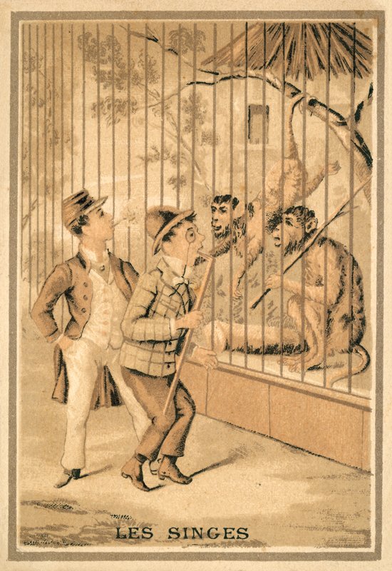 Maymunlar (chromolitho) by French School
