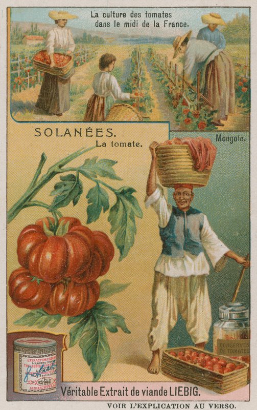 Domates - Liebig Company