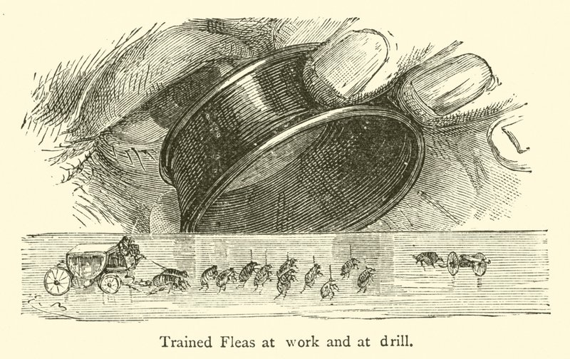 İş yerinde ve matkapta Eğitimli Pireler (gravür) by French School