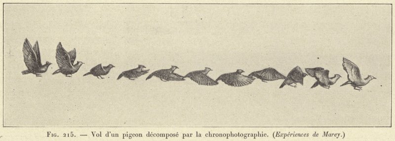 Kronofotografi ile çürümüş bir güvercin uçuşu by French School