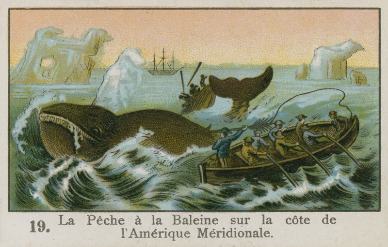 Güney Amerika kıyılarında balina avcılığı by French School