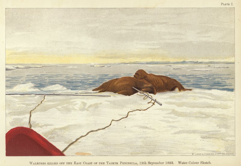 Morslar, Taimyr yarımadasının doğu kıyılarında öldürüldü by Fridtjof Nansen