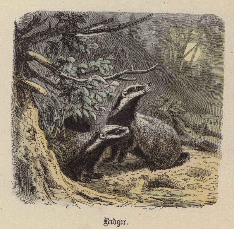 Porsuk (renkli gravür) by Friedrich Specht
