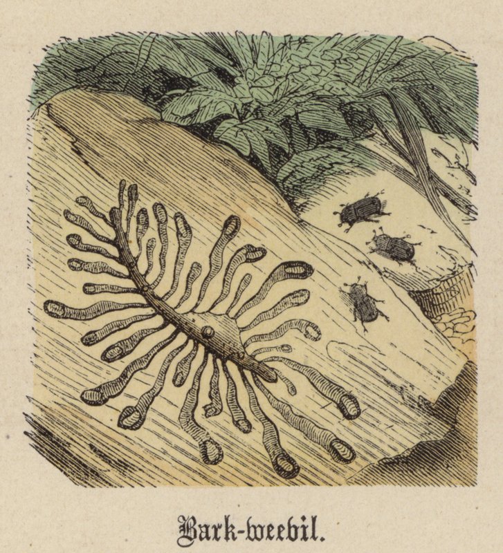 Kabuk böceği (renkli gravür) by Friedrich Specht