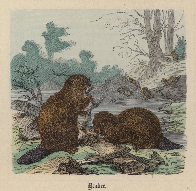 Kunduz (renkli gravür) by Friedrich Specht