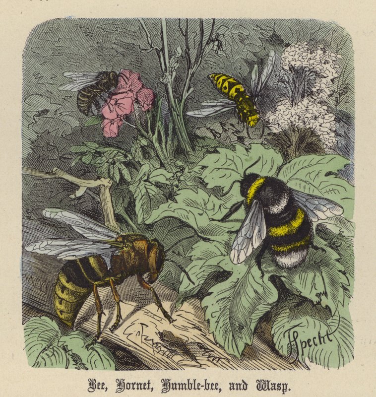 Bee, Hornet, Humble-bee ve Wasp (renkli gravür) by Friedrich Specht