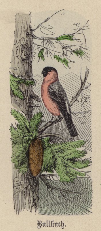Şakrak kuşu (renkli gravür) by Friedrich Specht