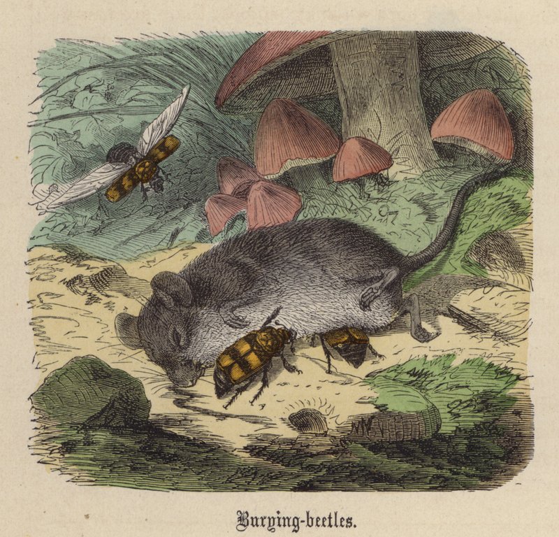 Gömme böcekleri (renkli gravür) by Friedrich Specht