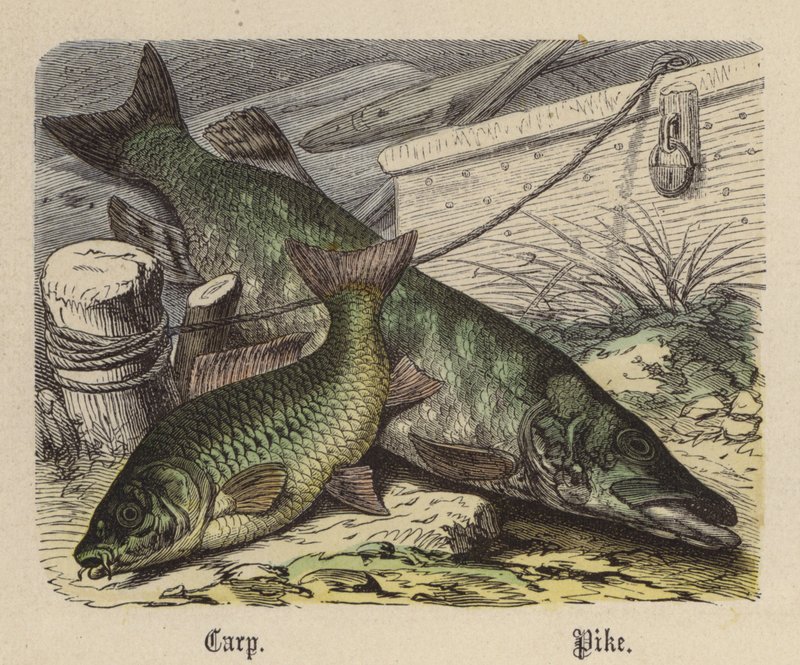 Sazan, Turna (renkli gravür) by Friedrich Specht