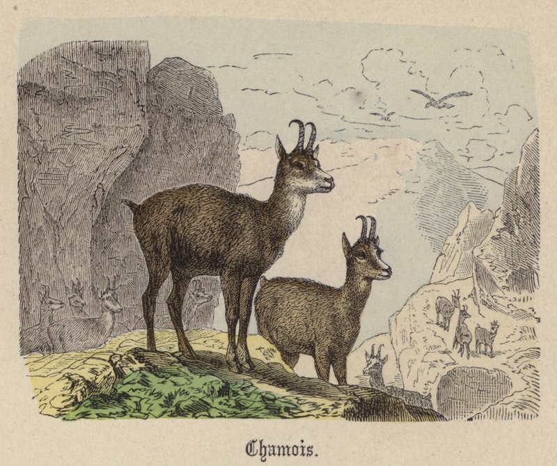 Chamois (renkli gravür) by Friedrich Specht