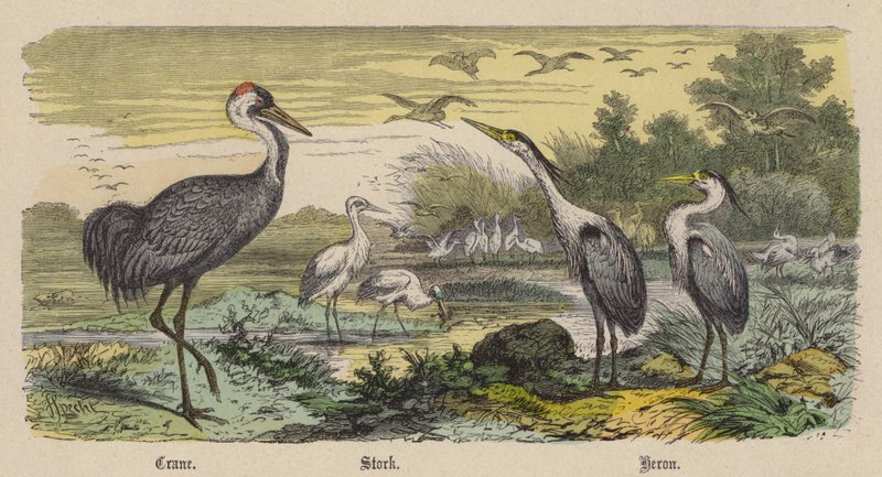 Turna, Leylek, Balıkçıl (renkli gravür) by Friedrich Specht