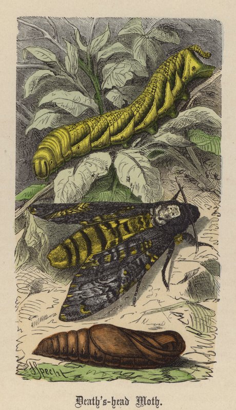 Ölüm başı Güvesi (renkli gravür) by Friedrich Specht