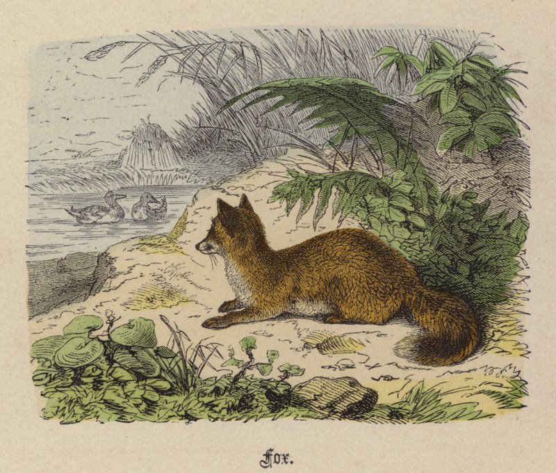 Fox (renkli gravür) by Friedrich Specht