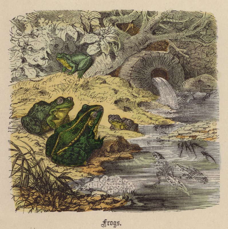 Kurbağalar (renkli gravür) by Friedrich Specht