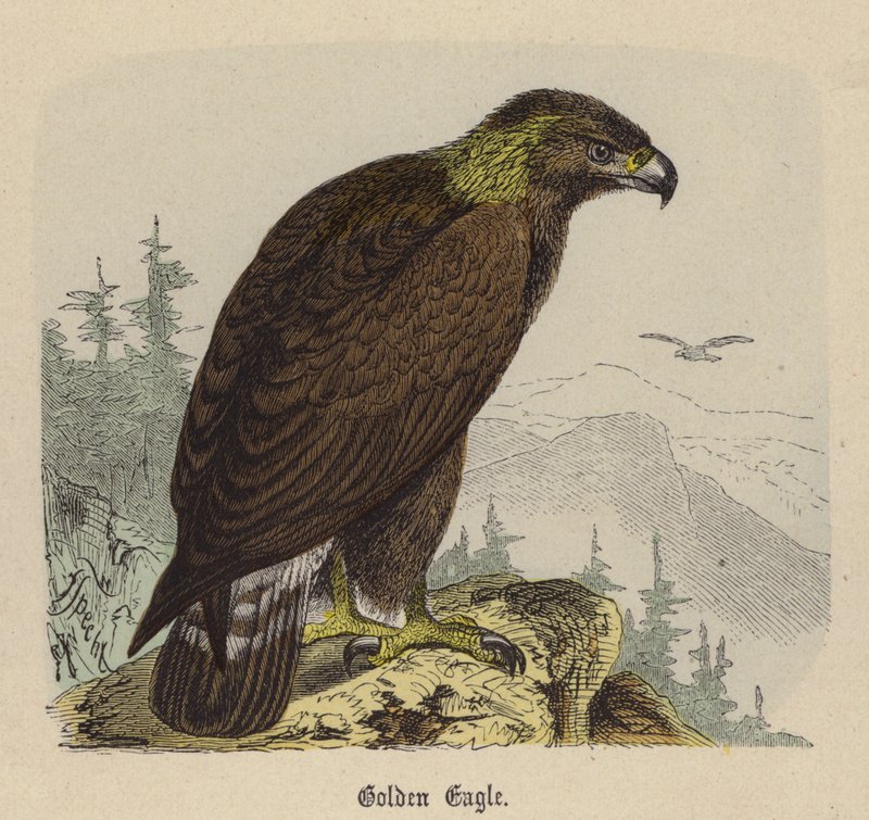 Altın Kartal (renkli gravür) by Friedrich Specht