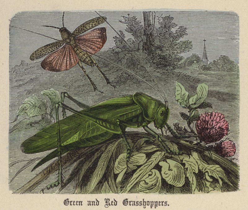 Yeşil ve Kırmızı Çekirge (renkli gravür) by Friedrich Specht