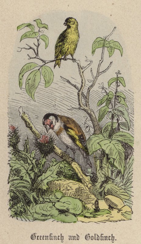 Greenfinch ve Goldfinch (renkli gravür) by Friedrich Specht