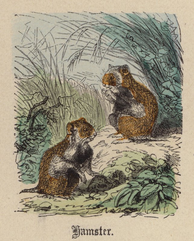 Hamster (renkli gravür) by Friedrich Specht