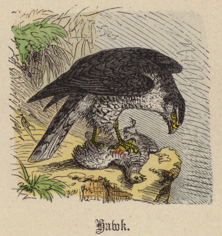 Şahin (renkli gravür) by Friedrich Specht