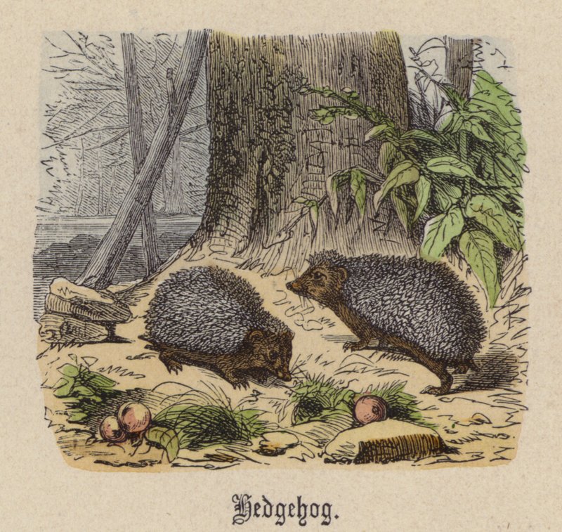 Kirpi (renkli gravür) by Friedrich Specht