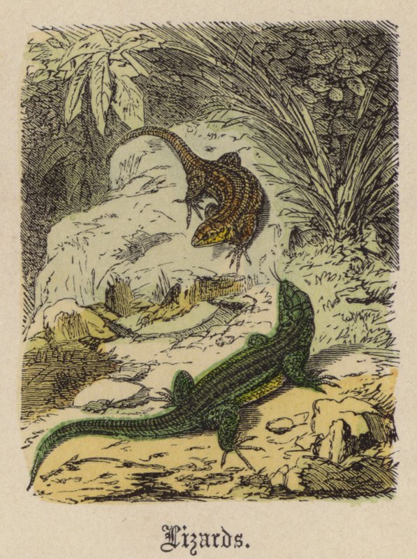 Kertenkeleler (renkli gravür) by Friedrich Specht