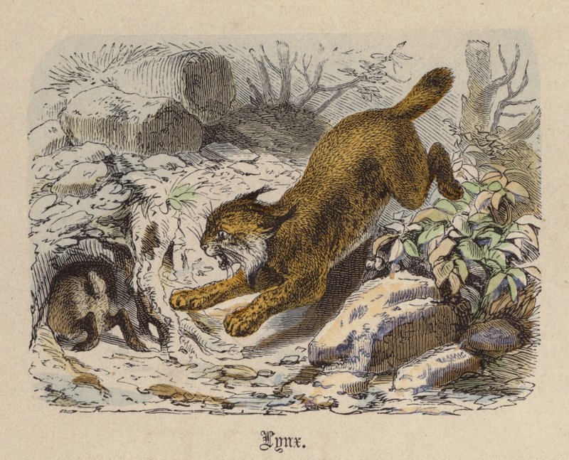 Lynx (renkli gravür) by Friedrich Specht