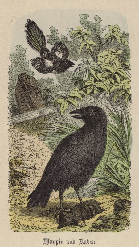 Saksağan ve Kuzgun (renkli gravür) by Friedrich Specht