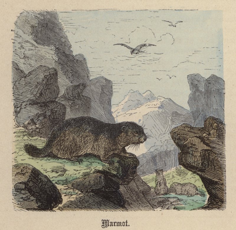 Dağ sıçanı (renkli gravür) by Friedrich Specht