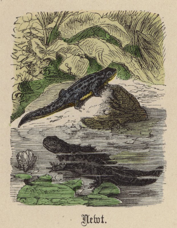 Newt (renkli gravür) by Friedrich Specht