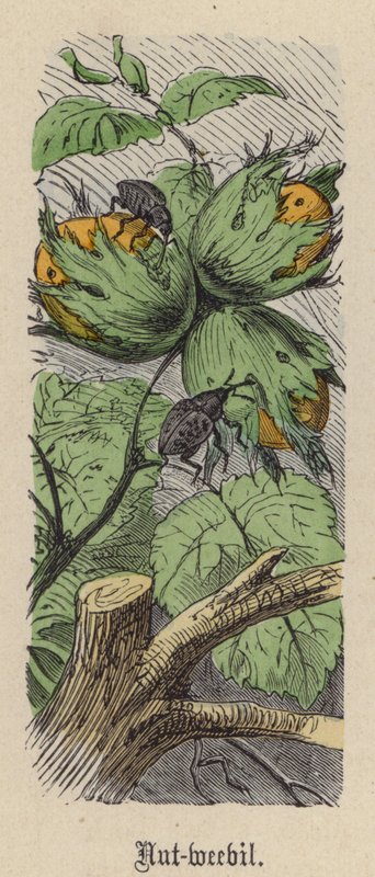 Fındık kurdu (renkli gravür) by Friedrich Specht