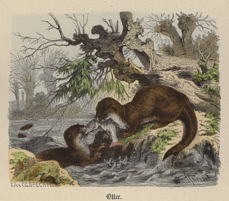Otter (renkli gravür) by Friedrich Specht