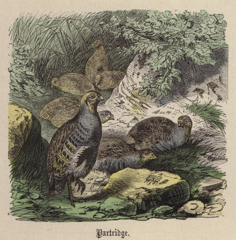 Keklik (renkli gravür) by Friedrich Specht
