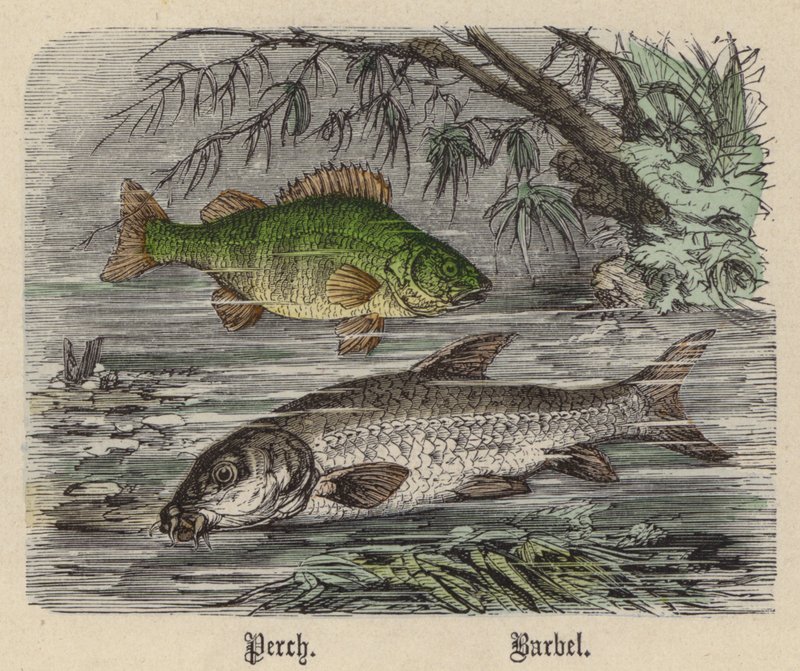 Levrek, Barbel (renkli gravür) by Friedrich Specht