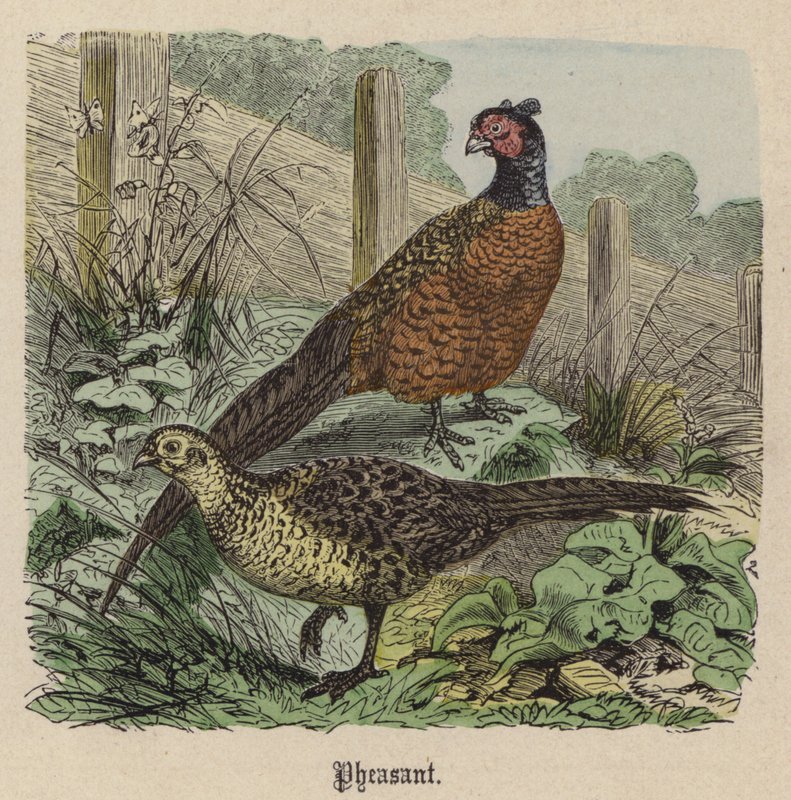 Sülün (renkli gravür) by Friedrich Specht