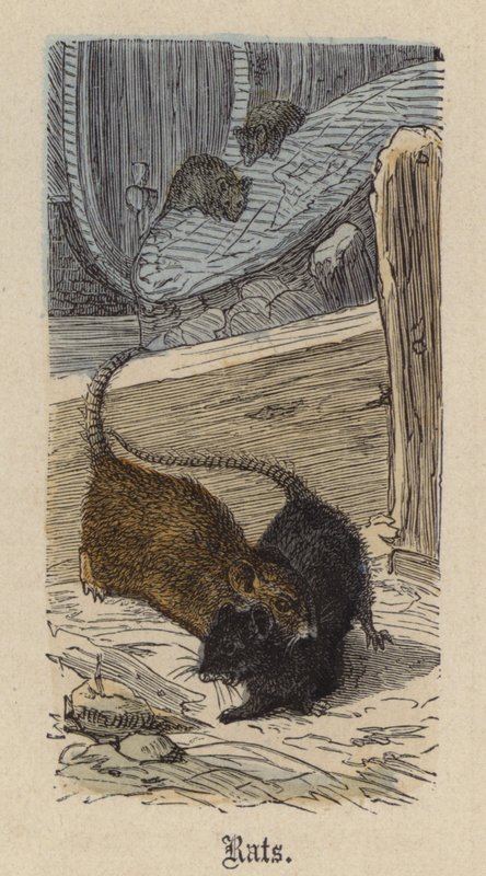 Fareler (renkli gravür) by Friedrich Specht